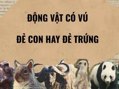 Động vật có vú đẻ con hay đẻ trứng: bí ẩn gây tranh cãi