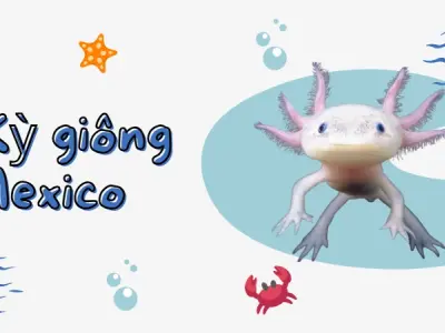 Kỳ giông Mexico- Bí ẩn khả năng tái sinh kỳ diệu của loài