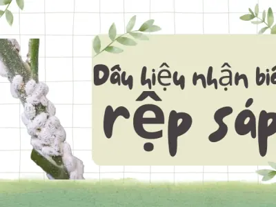 Rệp sáp bùng phát? Cách xử lý triệt để không tái nhiễm