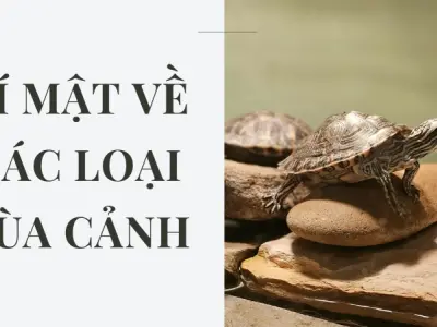 Bí mật về các loại rùa cảnh thân thiện cho trẻ nhỏ