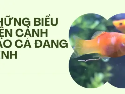 Dấu hiệu cá bị nấm trắng- Nhận biết sớm để điều trị hiệu quả