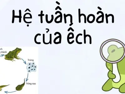 Hệ tuần hoàn của ếch và bí mật thích nghi môi trường