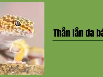 Hướng dẫn nuôi thằn lằn da báo cho người mới bắt đầu