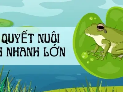 Bí quyết nuôi ếch nhanh lớn, lãi cao khiến ai cũng tò mò
