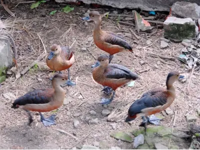Khám phá kho ảnh Chim le le quý hiếm giữa thiên nhiên Việt