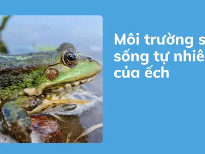 Khám phá thế giới loài ếch và những đặc tính sinh học thú vị