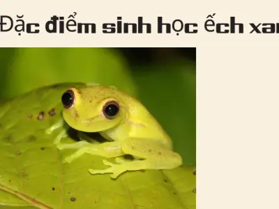 Trải nghiệm thực tế về đặc điểm sinh học nổi bật của ếch xanh