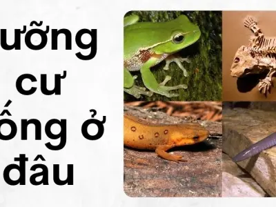 Lưỡng cư sống ở đâu và vì sao cần môi trường ẩm ướt