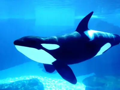 Bí ẩn về loài Cá voi sát thủ (Orca) thống trị đại dương