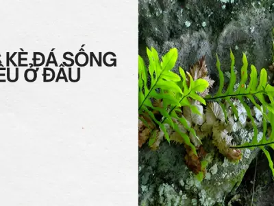 Tắc kè đá- Sức sống mãnh liệt và những giá trị tiềm ẩn