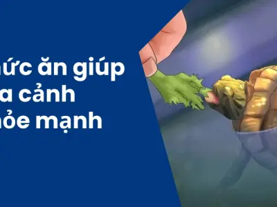Chế độ ăn cho rùa cảnh giúp phát triển nhanh và khỏe mạnh