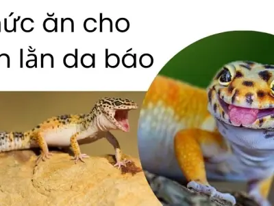 Thức ăn cho thằn lằn da báo và sai lầm thường gặp nhất