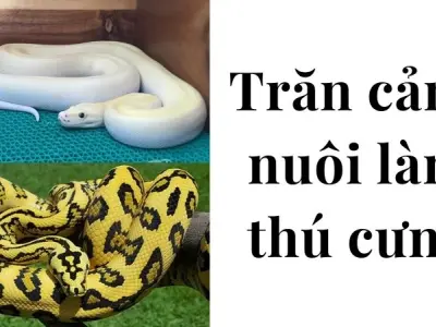Trăn cảnh nuôi làm thú cưng tiềm ẩn rủi ro khó lường hot!