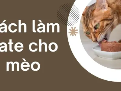 Cách làm pate cho mèo tại nhà thơm ngon bổ dưỡng dễ làm