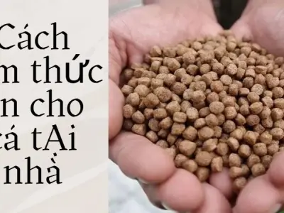 Cách làm thức ăn cho cá tại nhà bí quyết ít người biết