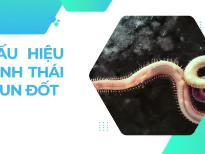 Kiến thức cơ bản về giun đốt nhiều người hiểu sai bạn nên biết
