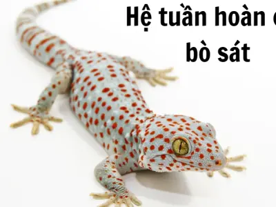 Hệ tuần hoàn của bò sát có gì khác biệt so với động vật khác