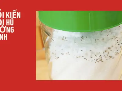 Cách đuổi kiến ra khỏi hũ đường cực nhanh chỉ trong 1 phút