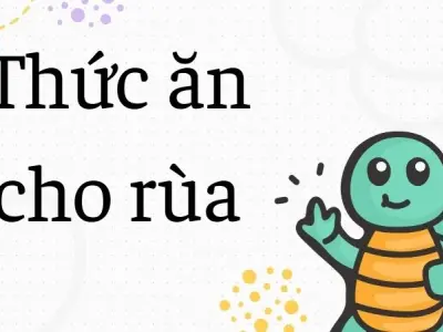Thức ăn cho rùa giúp rùa khỏe mạnh và lớn nhanh chóng