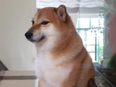 327+ Meme Ngại Ngùng Hài Hước Cho Dân Mạng Năm 2026