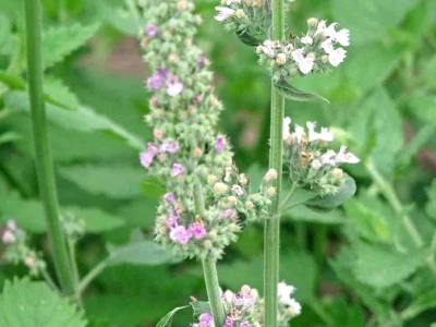Bạc Hà Mèo Catnip: Công Dụng Tuyệt Vời Cho Bé Mèo Của Bạn