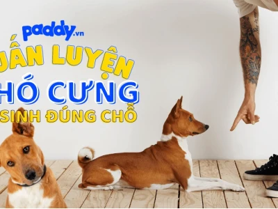 Bí quyết dạy chó đi vệ sinh đúng chỗ hiệu quả ngay tại nhà