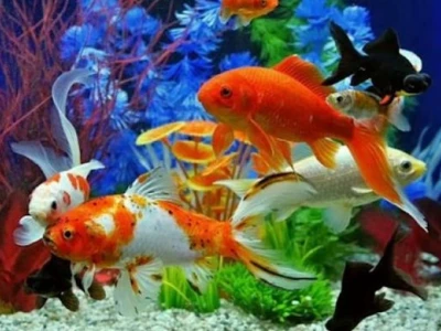 Bí quyết giữ nước hồ cá luôn trong veo: 7 cách hiệu quả bạn cần biết