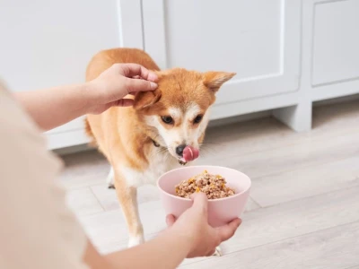Bí quyết giúp chó gầy tăng cân hiệu quả: Chế độ ăn và cách chăm sóc