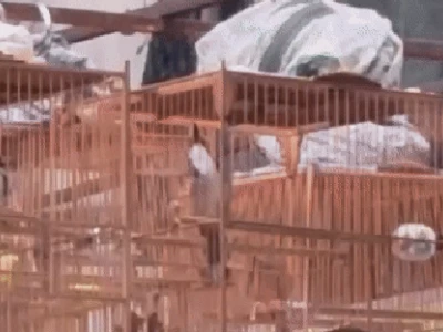 Bí quyết nuôi chim cảnh khỏe mạnh, hót hay cho người mới bắt đầu