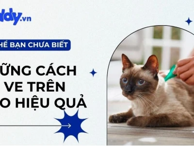 Bí quyết trị bọ chét cho mèo hiệu quả tại nhà năm 2026