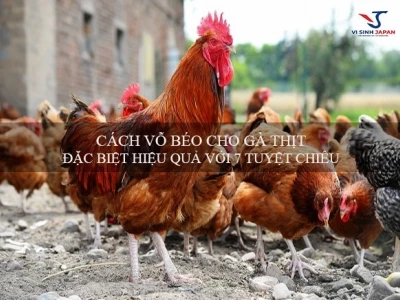 Bí quyết vỗ béo gà thả vườn hiệu quả, tăng trọng nhanh chóng