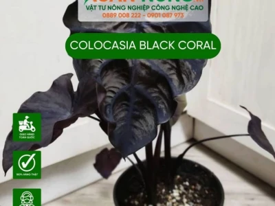 Black Coral: Khám phá vẻ đẹp độc đáo và kỹ thuật trồng hiệu quả