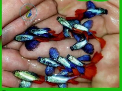 Cá 7 Màu Dumbo Red Tail: Vẻ Đẹp Độc Đáo Cho Bể Thủy Sinh Của Bạn