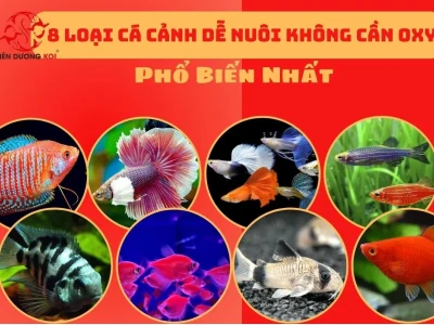 Cá ba đuôi có cần oxy không? Giải đáp chi tiết cho người nuôi