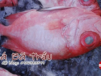 Cá Bã Trầu: Đặc Điểm, Cách Nhận Biết Và Món Ngon Hấp Dẫn