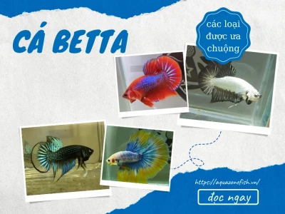 Cá Betta Galaxy: Vẻ Đẹp Lấp Lánh Từ Vũ Trụ Sống Động