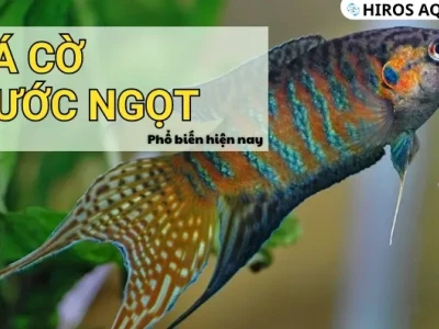 Cá Cờ Nước Ngọt Đặc Điểm và Cách Nuôi Chuẩn