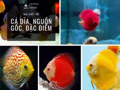 Cá Dĩa Đẹp: Khám Phá Thế Giới Đa Sắc Màu Của Dòng Cá Kiểng Ấn Tượng
