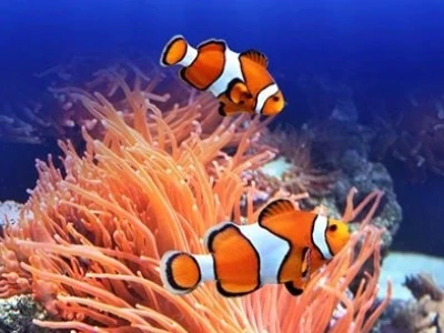 Cá Hề Nemo: Hướng Dẫn Chi Tiết Cách Chăm Sóc Cho Người Mới Bắt Đầu