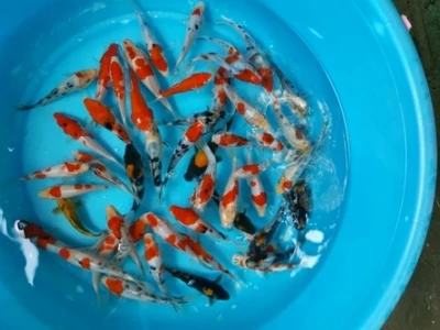 Cá Koi Mini 5k: Hướng Dẫn Chọn Mua Và Chăm Sóc Cho Người Mới