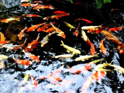 Cá Koi Việt Nam Giá Rẻ: Hướng Dẫn Chọn Cá F1 Chất Lượng