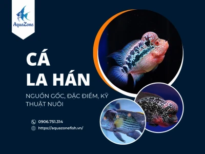 Cá La Hán Kim Cương: Bí ẩn sức hút và cách nuôi dưỡng chuyên sâu