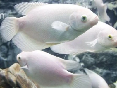 Cá Phát Tài: Đặc Điểm, Ý Nghĩa Phong Thủy và Cách Nuôi Chuẩn