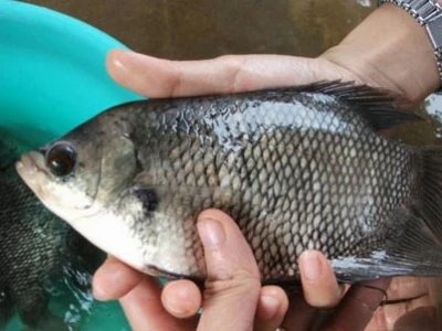 Cá tai tượng ăn gì để sinh trưởng tốt và khỏe mạnh?