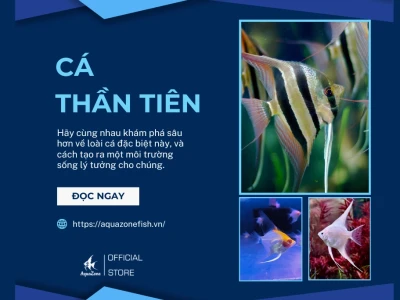 Cá Thần Tiên Dáng Đẹp - Khám Phá Thế Giới Cá Bơi Đàn Độc Đáo