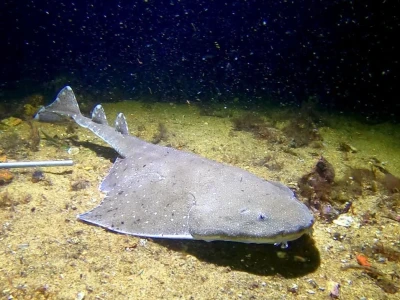 Cá Thiên Thần Angel Shark: Đặc điểm, môi trường sống và tình trạng bảo tồn