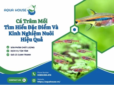 Cá Trâm Mồi: Đặc Điểm, Tập Tính Và Cách Nuôi Dưỡng Hiệu Quả