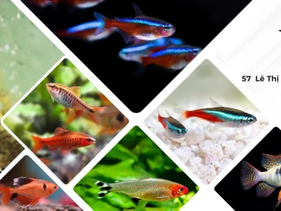 Cập nhật giá cá betta mới nhất 2026 và các yếu tố ảnh hưởng