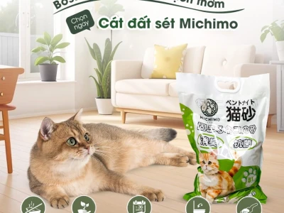 Cát Đất Sét Cho Mèo: Hướng Dẫn Chọn Lựa Tối Ưu & Đánh Giá Chi Tiết