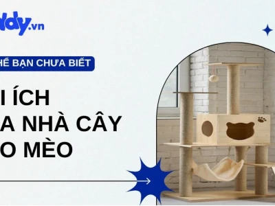 Cây Mèo: Hướng Dẫn Chọn Lựa Và Lợi Ích Toàn Diện Cho Bé Mèo